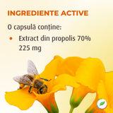 Propolis, bouclier immunitaire naturel