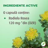 Rhodiola rosea für emotionales Gleichgewicht