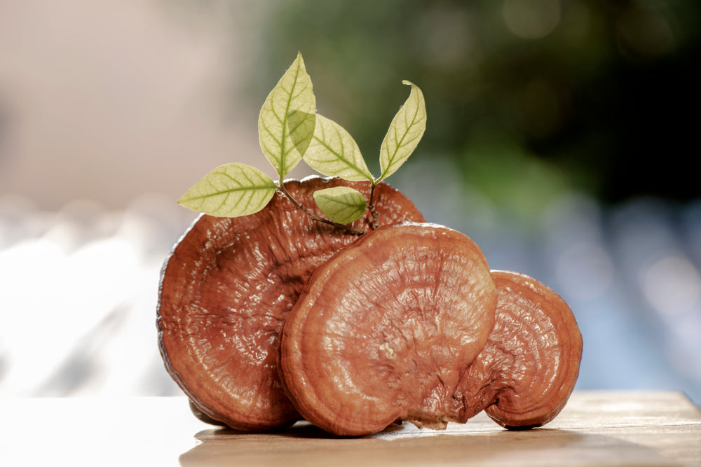 ciuperca reishi