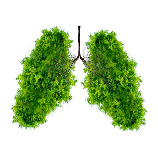 Detoxifierea plămânilor
