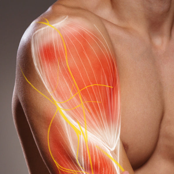 Sprijină dezvoltarea musculară