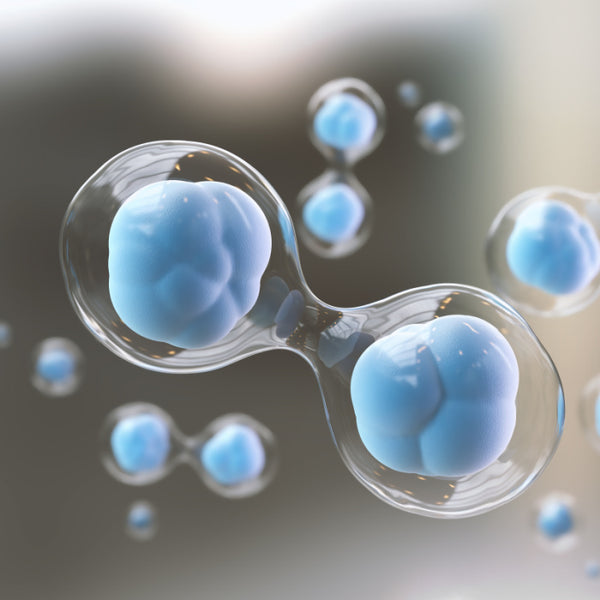 Support the development and regeneration of tissues