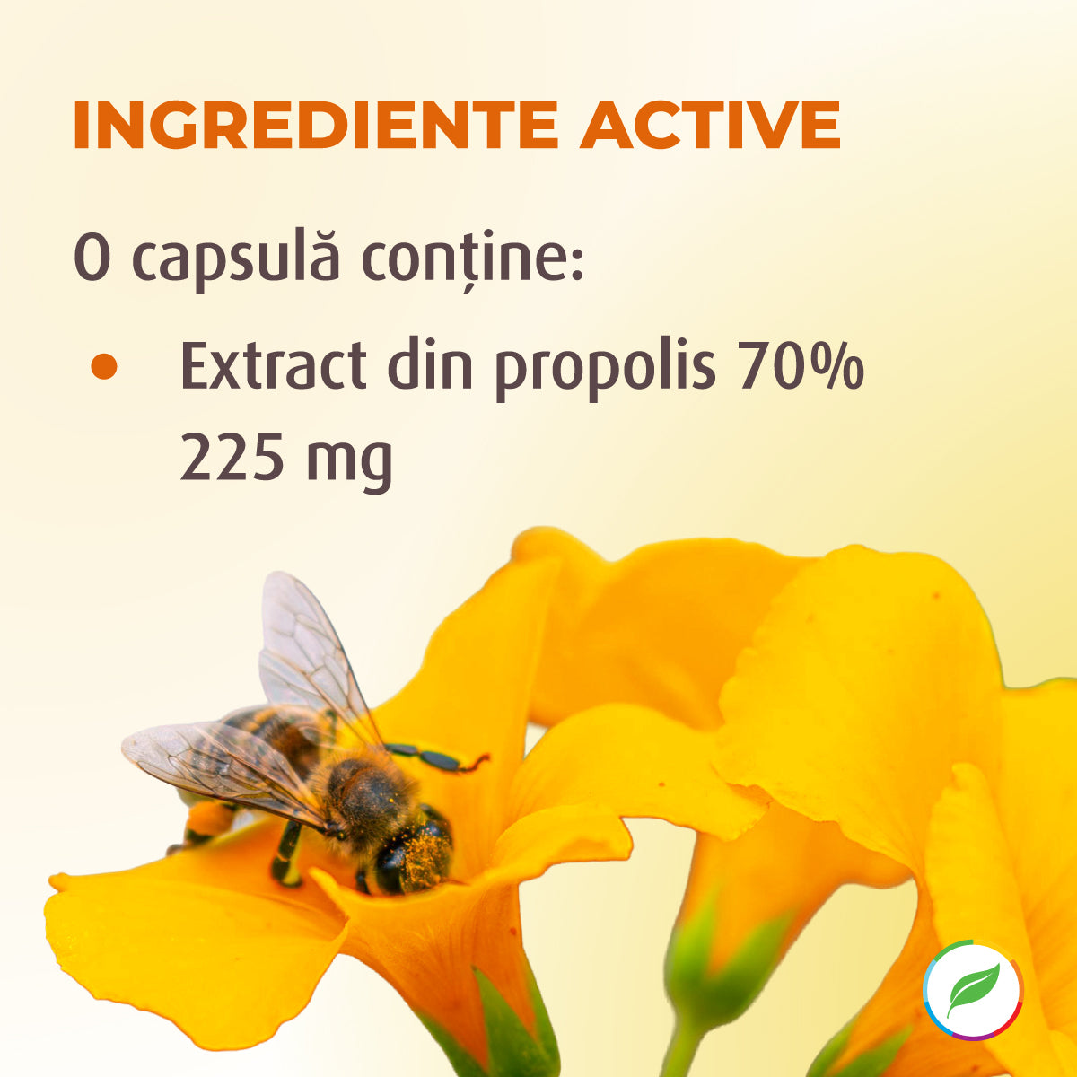 Propolis, bouclier immunitaire naturel