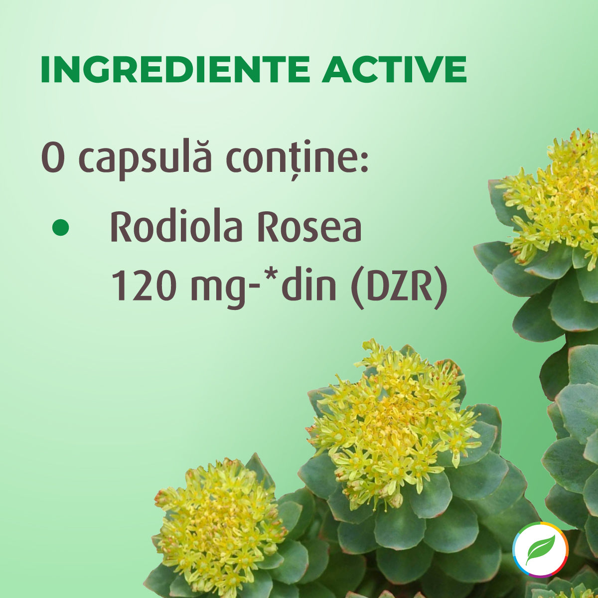 Rhodiola rosea für emotionales Gleichgewicht